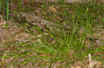 Flat spiked sedge